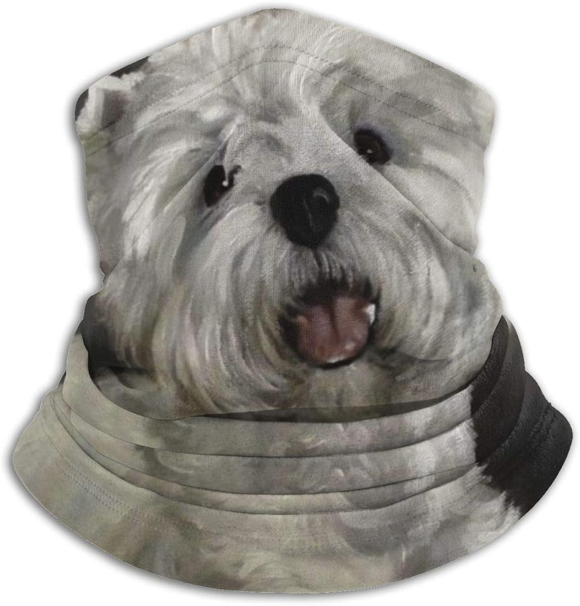 grey and white terrier