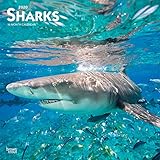 Sharks 2020 12 x 12 Inch Monthly Square Wall Calendar, Wildlife Marine Animals Fish by 