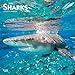 Sharks 2020 12 x 12 Inch Monthly Square Wall Calendar, Wildlife Marine Animals Fish by 