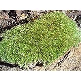 Appalachian Emporium's Live Fresh Cushion Moss for Terrariums, Vivarium, Fairy Gardens, Bonsai