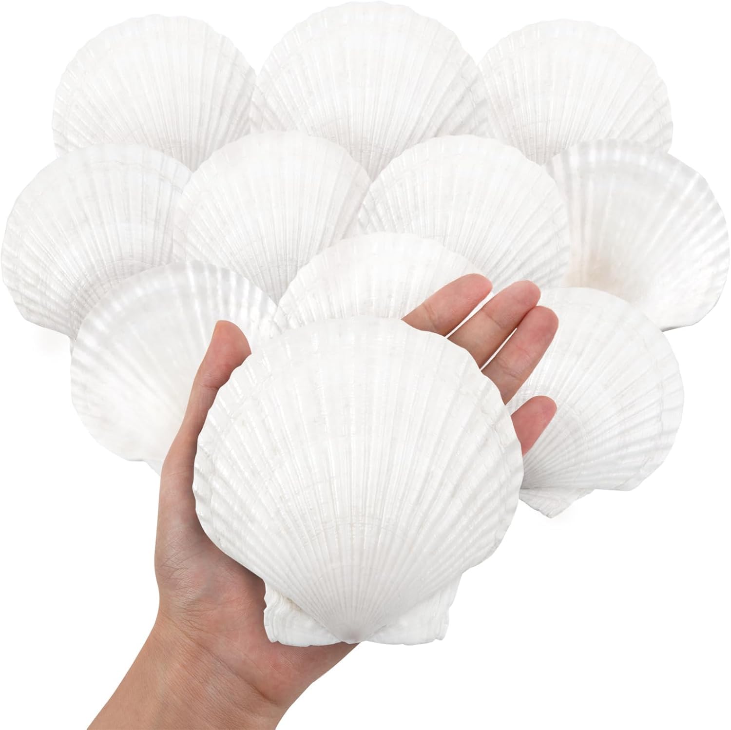 SKOOLOVE 10PCS White Scallops Shells, 10-13CM Natural Large Seashell from Sea Beach, Sea Shells for Crafts Wedding Decor Beach Theme Party and Home Decor