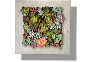 Vandue Modern Home Living Wall Galvanized Steel/Zinc Succulent Planter (Aged Zinc, 16 Pocket)