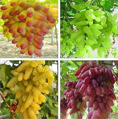 Creative Farmer Bonsai Suitable Fruit Seeds Green Skinned Best Fruit Seeds Kitchen Garden Bonsai Suitable Fruit Seeds Pack