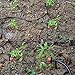 82FT Drip Irrigation System Sprinkler Plant Watering Irrigation Kit for Outdoor Garden Green House Flower Lawn Using