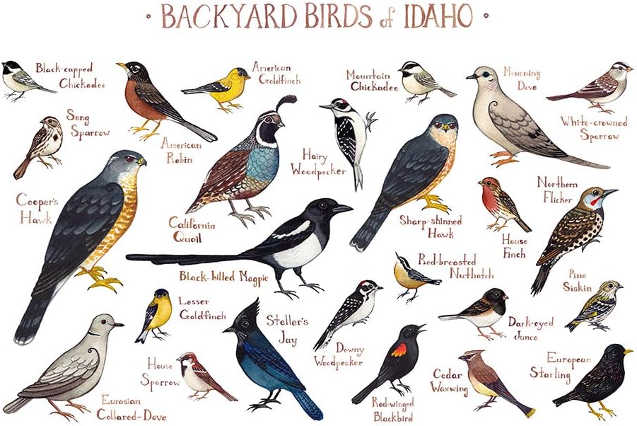 Amazon Com Backyard Birds Of Idaho Field Guide Art Print Posters