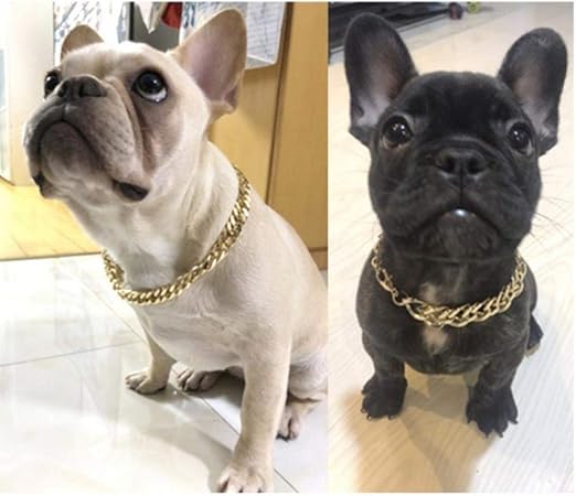 chihuahua chain collar