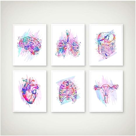 Amazon Ygacj 解剖学プリント解剖器官ポスター脳心臓肺肝臓骨盤胸郭人間アート絵画臨床壁アート装飾30x40cmx6非フレーム アートフレーム ポスター オンライン通販