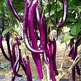 50PCS Chinese Eggplant Seeds Long Purple Eggplant Aubergine Heirloom Seeds