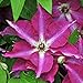 Viva Polonia Clematis - 4" pot - Proven Winners