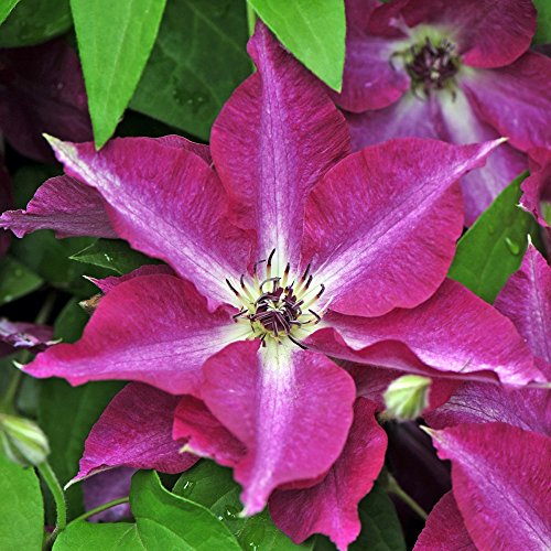 Viva Polonia Clematis - 4 Viva Polonia Clematis - 4