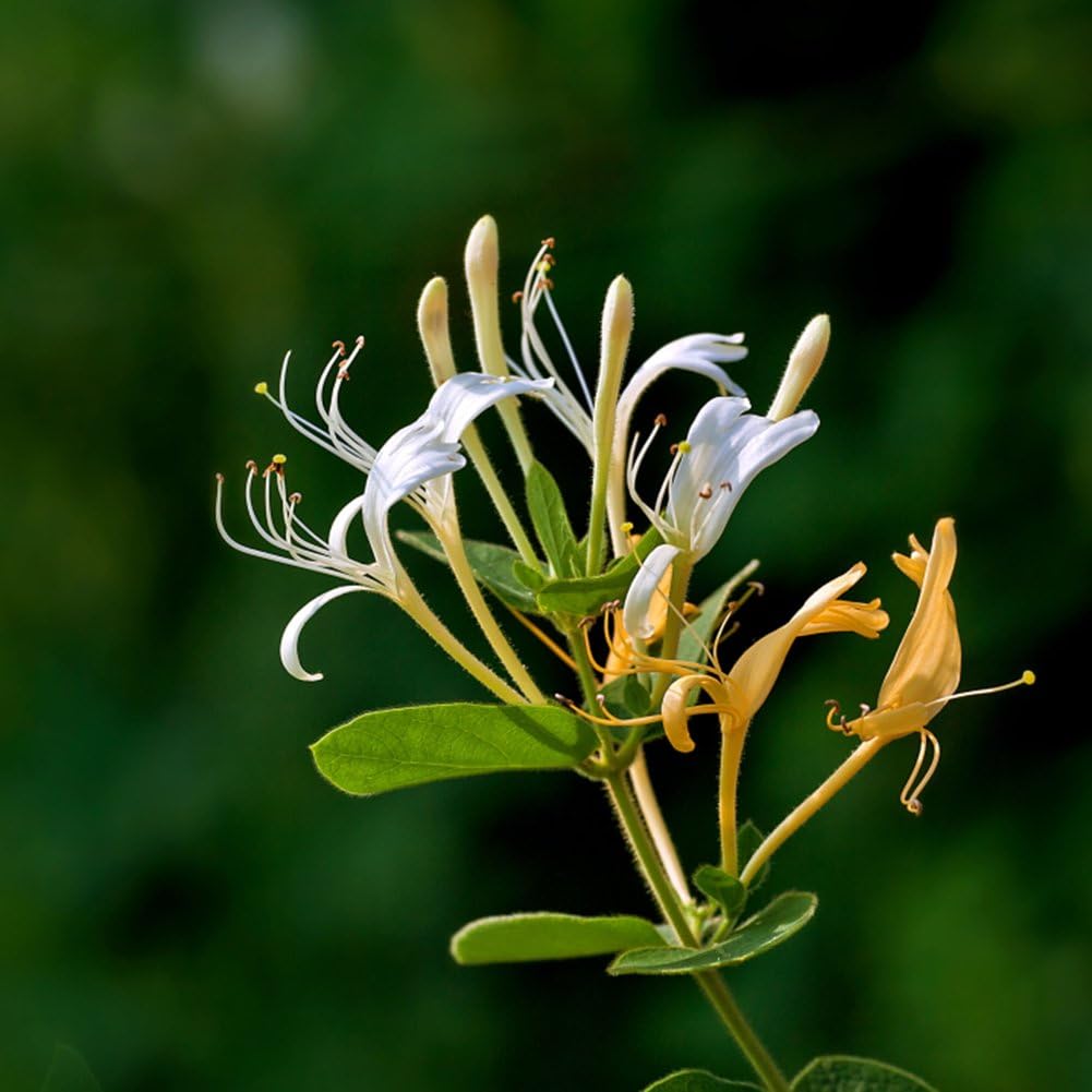 Артикул Group 50-Honeysuckle