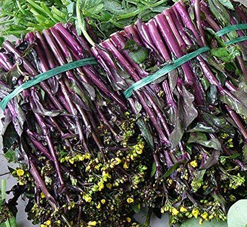 Red Chinese Kale 2000 Seeds Asian Vegetable Garden Original Color Retail Package åŽŸè£…å½©åŒ…çº¢èœè‹”çº¢èœè–¹ ç´«èœè–¹ çº¢æ²¹èœè–¹ è”¬èœç§å­