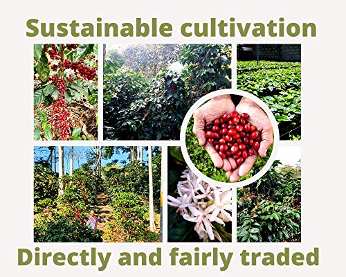 Spezialitätenkaffee aus Mexiko 500g| Sortenreine Kaffeebohnen 100% Arabica| Langsame Crema Trommelröstung| Säurearm und… – Bild 6