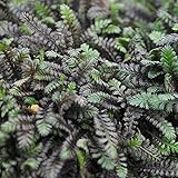 Miniature Fairy Garden Leptinella squalida, Platt's Black, Brass Buttons