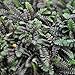 Miniature Fairy Garden Leptinella squalida, Platt's Black, Brass Buttons
