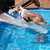 PetStep Dog Ramp for Pools - (Standard Legs, Khaki/Beige)- Small and Large Dog Pool Ramp for Above-Ground and In-Ground Pools