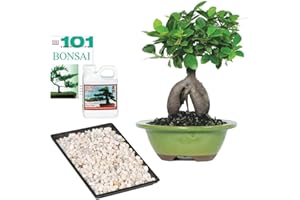 Brussel's Bonsai Live Ginseng Grafted Ficus Indoor Bonsai Tree Gift Set - Small, 4 Years, 6 to 8 in - Ceramic Bonsai Pot, Fertilizer, and Humidity Tray