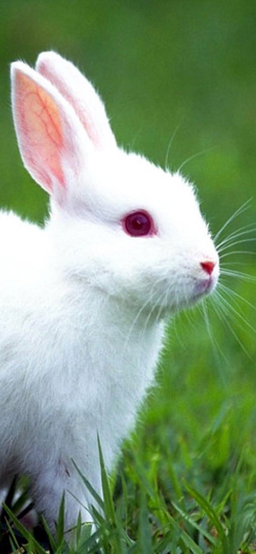 PeelitStickit Rabbit, Animal Wall Murals ID-054, vinyl