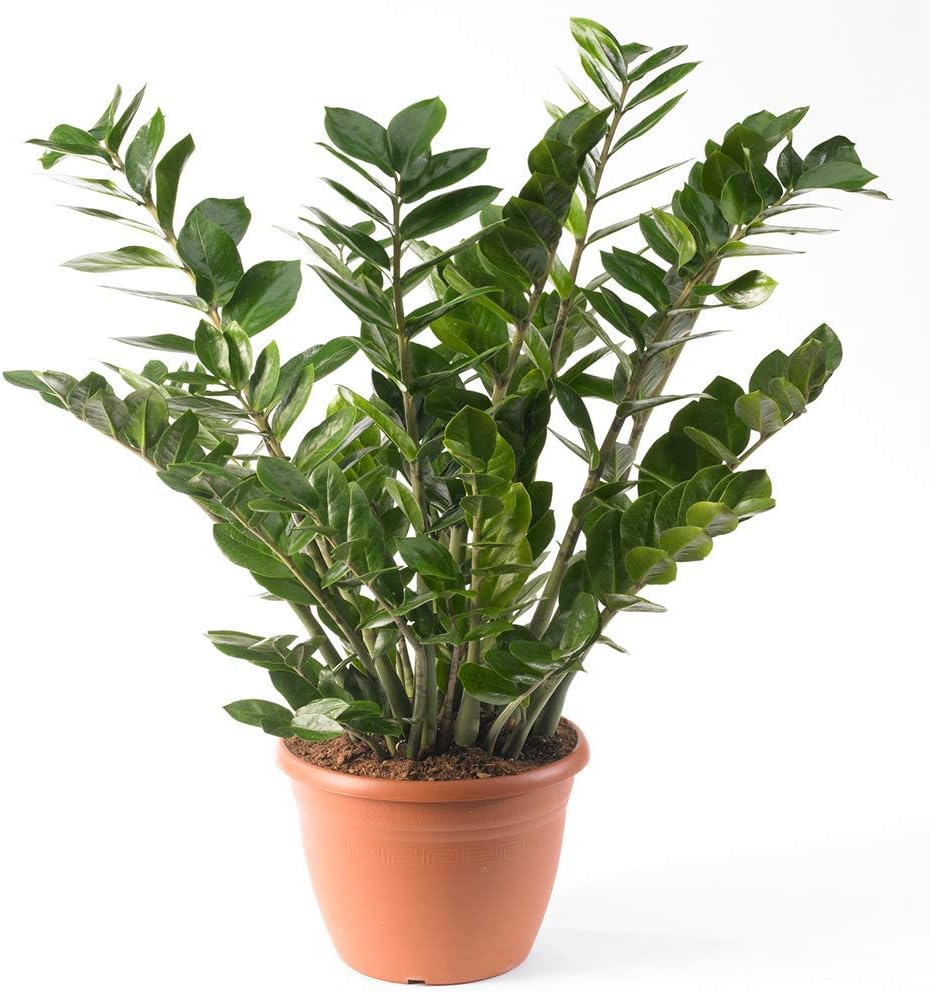 Zamioculca Zamiifolia Houseplant Premium Indoor Potted House Plant in