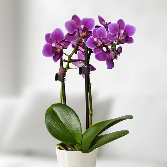 Mini Phalaenopsis Orchidee Lila 1 Pflanze Amazon De Garten