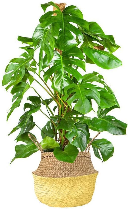 Paris Pousse Lily-Rose – Monstera & cesta: Amazon.es: Jardín