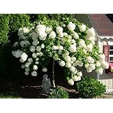 Pee Gee Hydrangea - Live Plant Shipped 2 to 3 Feet Tall by DAS Farms