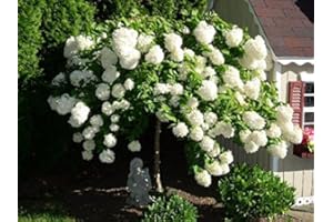 Pee Gee Hydrangea Paniculata - Weeping White Blooms - Live Plant Shipped 2 Feet Tall in Gallon Pots by DAS Farms (No California)