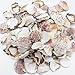 PEPPERLONELY Sea Shells Mixed Pecten Nobilis Scallop,Various Size, 1-1/2 Inch ~ 2-1/2 Inch, 800 Gram, Apprx.120 PC Sea Shells