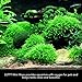Luffy Coco Mini Moss - Builds a Beautiful and Natural Aquascape: Easy Care, Hardy and Long Lasting Plant: Filters and Provides Aquariums with Oxygen
