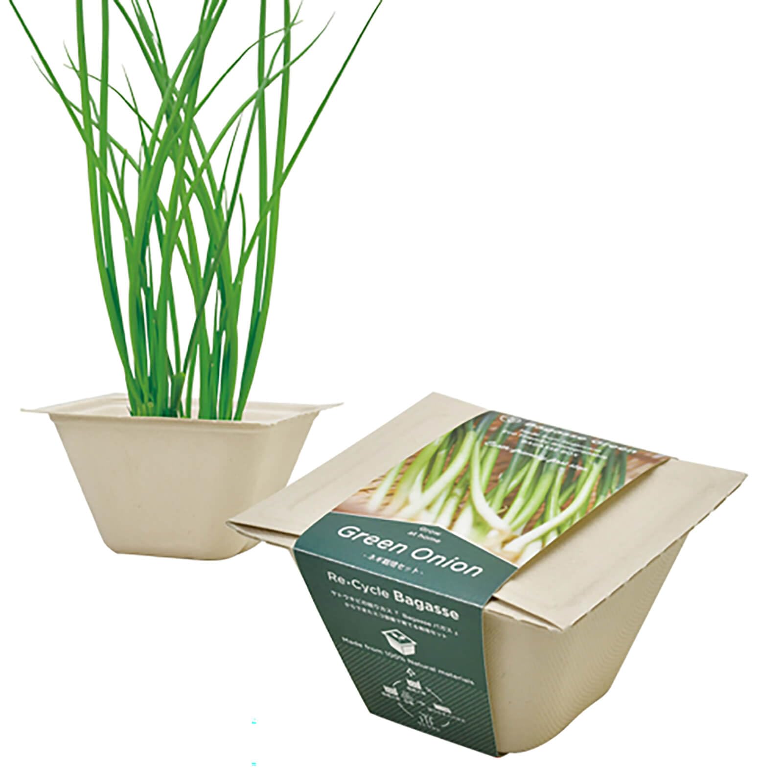 聖新陶芸 通年 家庭菜園 簡単 栽培キット ゆったり育てる ネギ 野菜 栽培セット ( 自由研究 / 食育 ) 鉢の幅約12cm バガスグリーン 母の日 プレゼント 誕生日 GD-95305商品画像