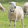 Swiss-Brass-Bell-for-Sheep-Pets-and-Livestock