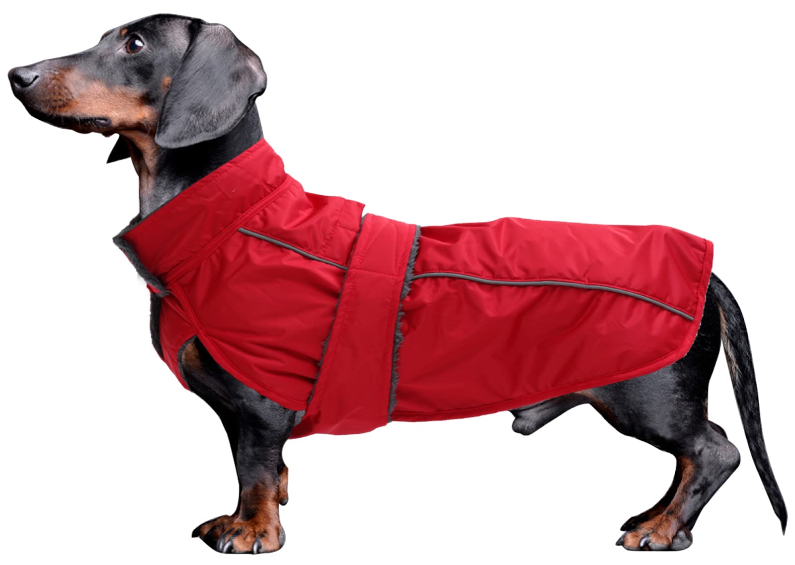Morezi Dachshund waterproof coat perfect for dachshund sausage corgi winter jacket fleece dachshund clothing hook loop closure underbelly protection - Red - XS