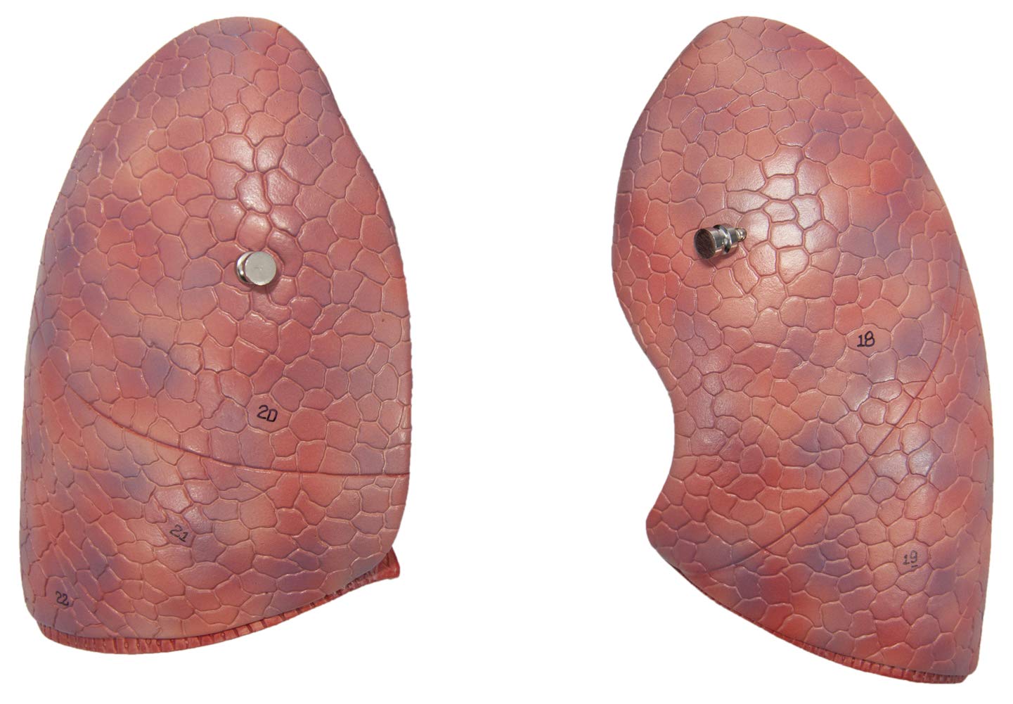 Axis Scientific 3/4 Life-Size Human Lung and Respiratory System Model - 7 Removable Parts Includes 2-Part Heart, Detachable Larynx, and Full Color Product Manual