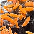 50ct Orange Springtails (Yuukianura Aphoruroides), for Tropical Bioactive Enclosures, 4 oz