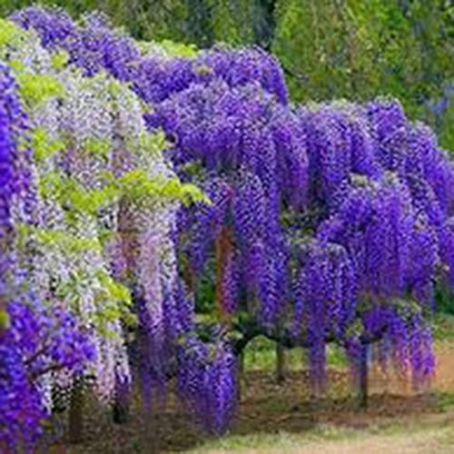 Carsge Garden - Wisteria Tree Seeds 10 pcs Adorable Flower Fragrant Blooms Flower Seeds