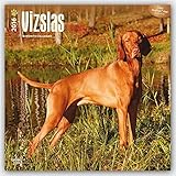 Vizslas 2016 Square 12x12