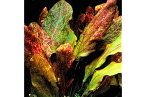 PLANTS N FINS Red Flame Sword + Root Tab | Live Arrival Guarantee | Live Aquarium Plant Freshwater