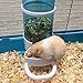 Old Tjikko Automatic Pet Feeder Waterer,Bird Hamster Small Animal Feeder, Automatic Feeding Device Water Dispenser for Hamster Bird Pigeon Parrots Mini Hedgehog with Holder (5.90×2.83×6.10in)thumb 4
