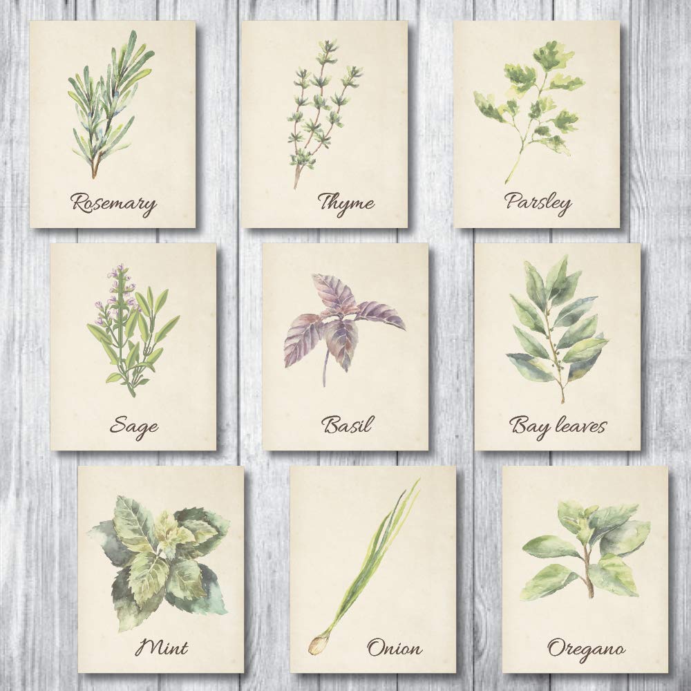 Botanical Prints Wall Decor - Kitchen Art Herbs Leaves Set UNFRAMED Pictures 9 PIECES Nature Floral herb Plant Flower Green Small Botanical Prints Wall Art Vintage Print Poster (Vintage, 5x7)