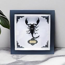 Real Forest Scorpion Specimen, Black Frame Shadow