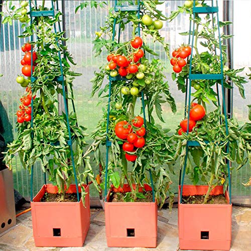 Growsun 5 Ft 5-Pack Tomato Cage Plant Support Garden Stakes, 100 Clips Include - Thumbnail 5