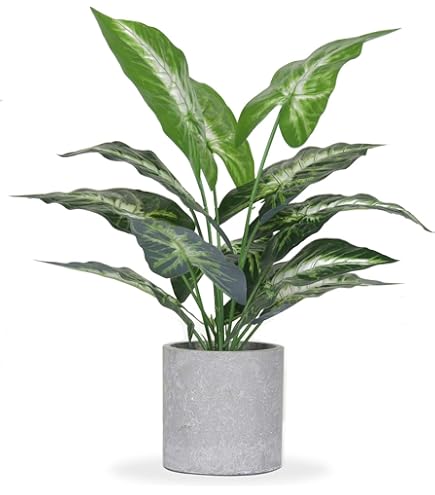 bantel snake plant care Sansevieria 'Bantel's Sensation'  Diameter Plants