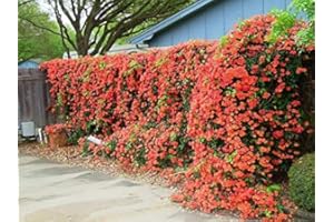 TruBlu Supply 3 Live Vine Clippings RED Orange Trumpet Vine Start Pack Perennial Hummingbird Organic