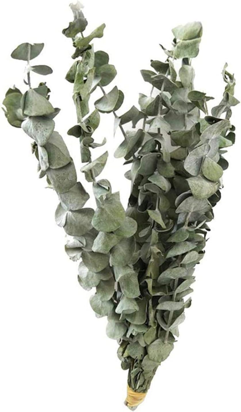 LANGYA Eucalyptus Dried Flower Branches 10 PCS, Dried