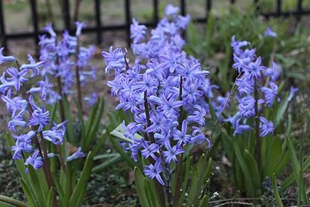 FernsFly IMP. Hyacinth Aromatic Charming Flower Bulbs Winter Flower Home Pot / Land Gardening Bulbs Blooming planting (Pack of 18 Blue Festival Hyacinth)