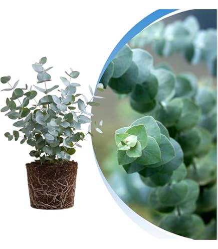 Amazon.com : Live Eucalyptus Eucalyptus Plant Tree, Indoor Outdoor Fragrant  Baby Blue Eucalyptus 5-9 Inc Tall, No Pot : Patio, Lawn & Garden