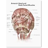 Head and Neck Anatomical Chart: 9781587791482: Medicine & Health