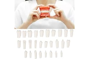 28Pcs Removable Teeth Piece Plastic Removable Design False Teeth Fake Teeth Denture False Teeth for Typodont Teaching Study T