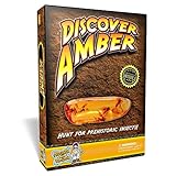 Polish Real Amber in Search of Ancient Insects!