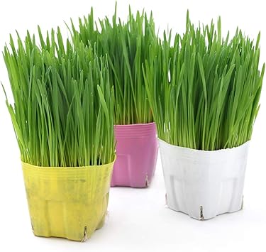 Amazon Co Jp 観葉植物 ペットグラス 直径１２ｃｍカラーポット植え 猫草 ネコちゃんの草 燕麦 無農薬 １ポット ペット用品